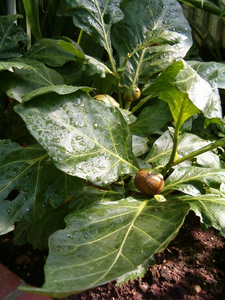 Solanum_macrocarpon