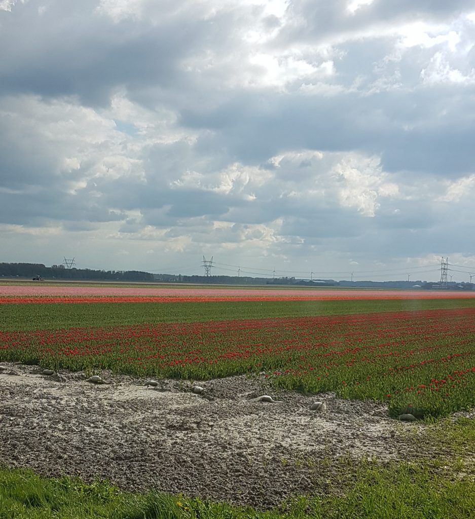 オランダのチューリップ畑