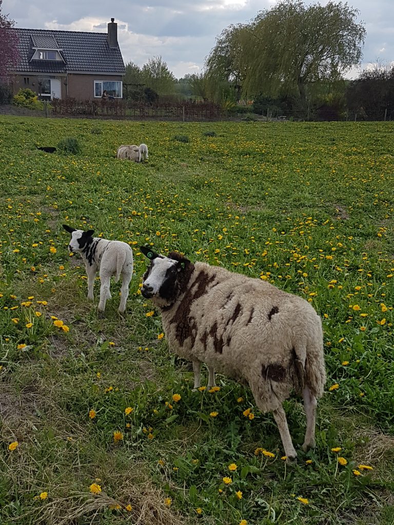 オランダのチューリップ　羊畑でそうぐうした