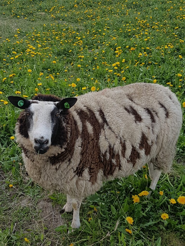 オランダのチューリップ畑で遭遇した羊